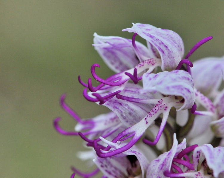 Orchidee del Chianti 2009